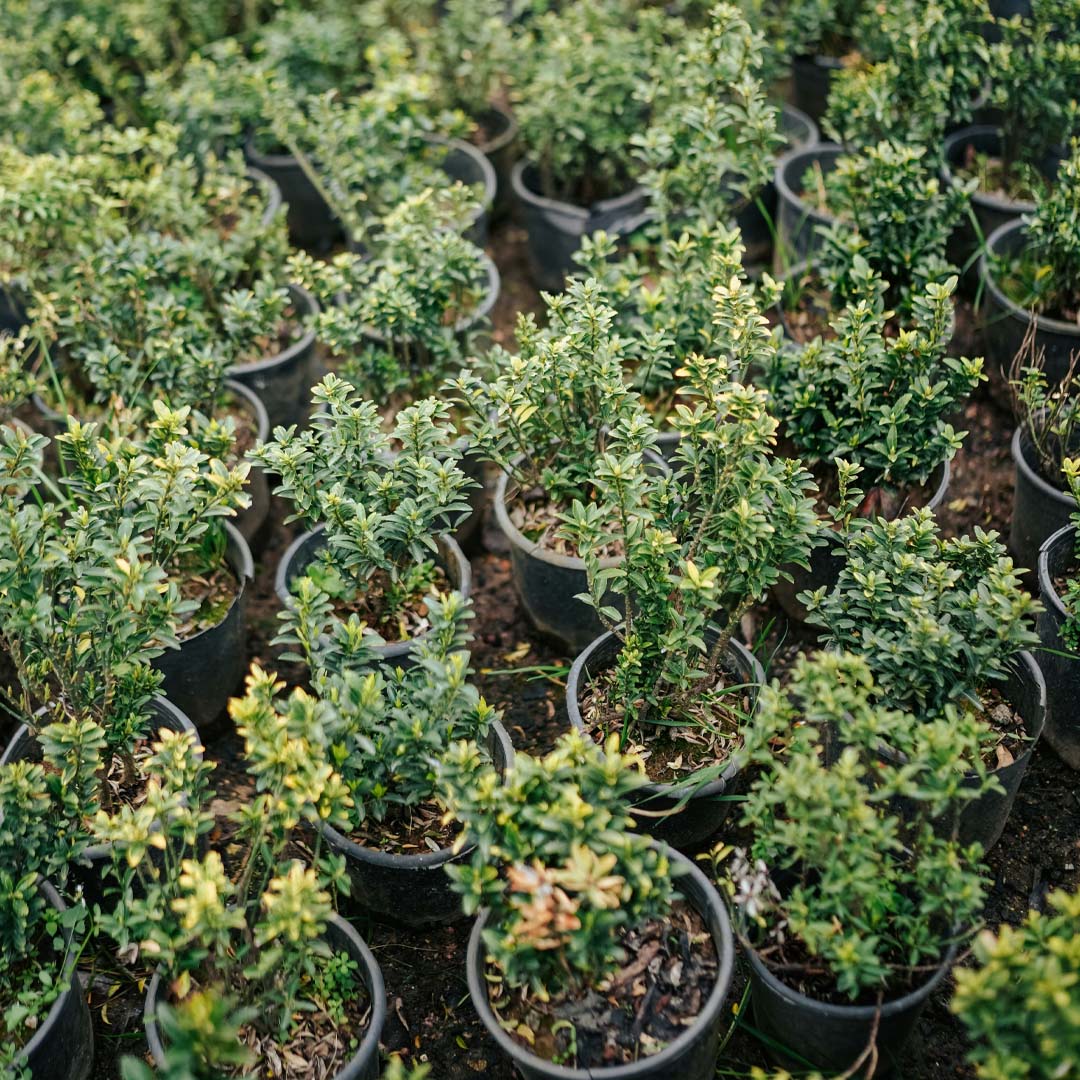 landscape design planner in kelowna