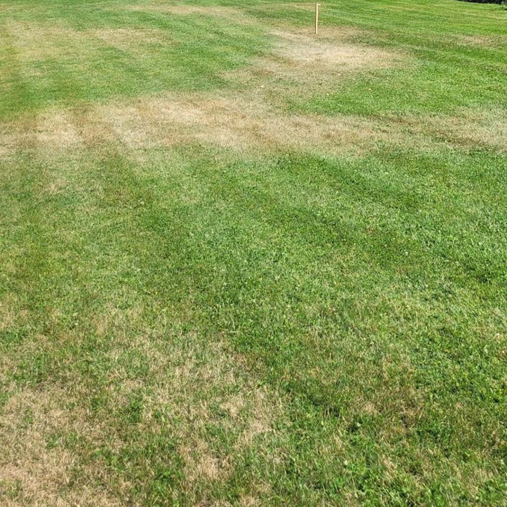 Read more about the article The 411 on Lawn Care Kelowna