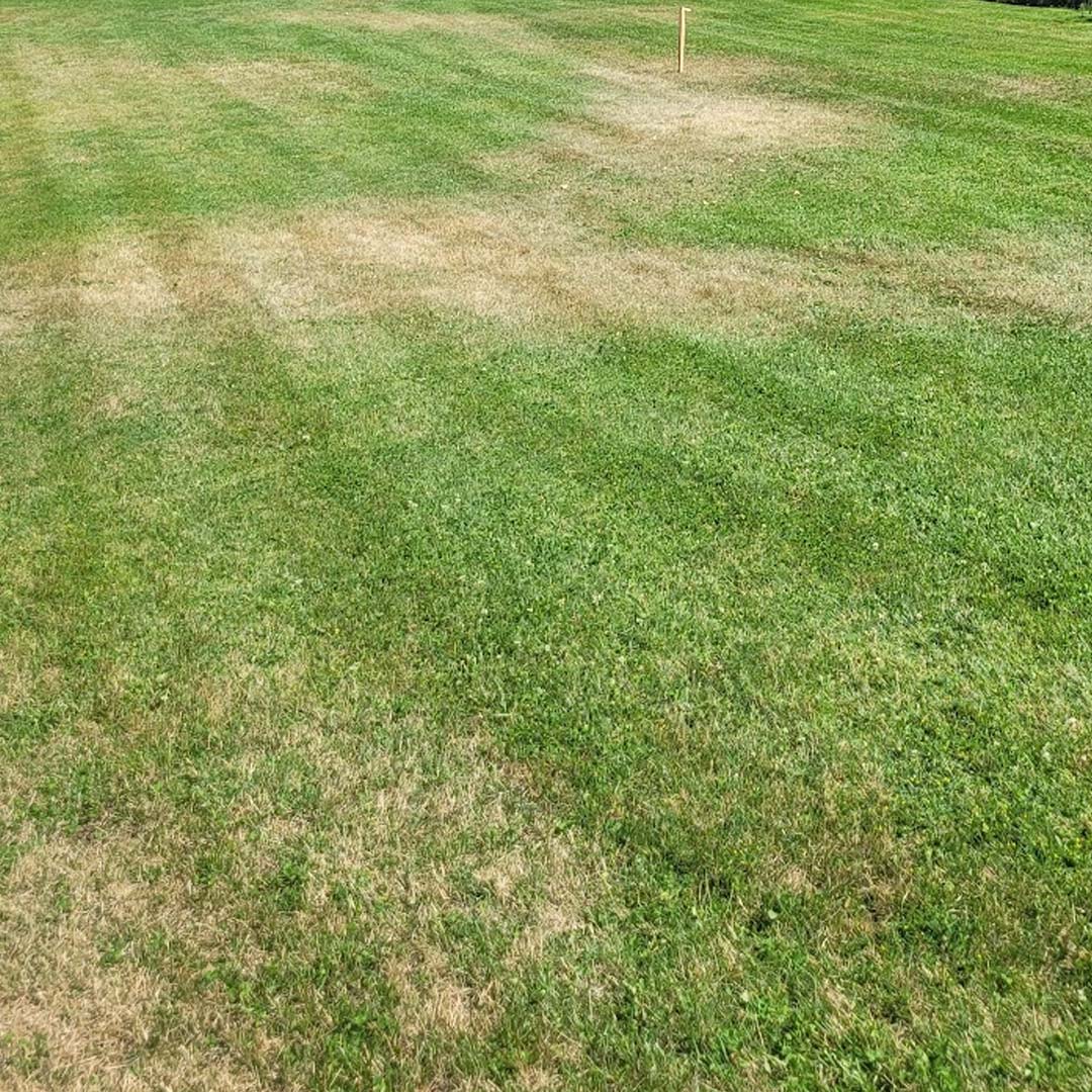 You are currently viewing The 411 on Lawn Care Kelowna