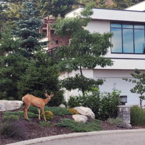 Read more about the article Protect Trees and Shrubs From Deer With Yard Care Kelowna