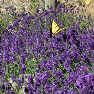 Read more about the article Landscape and Design Near Me That Attracts Pollinators