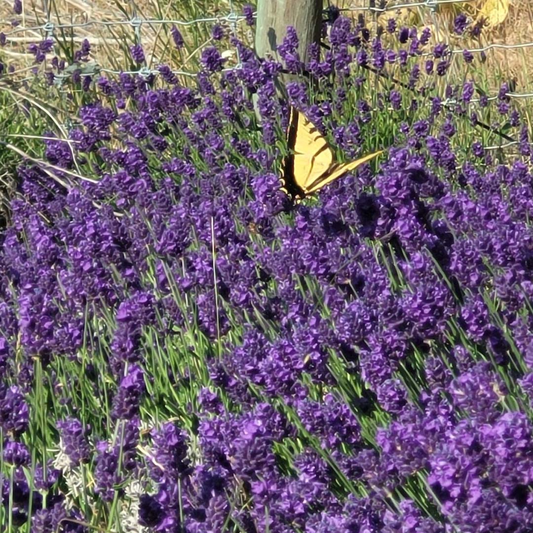 You are currently viewing Landscape and Design Near Me That Attracts Pollinators