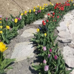 Read more about the article Spring Landscaping in Kelowna: What Should Be Done First?