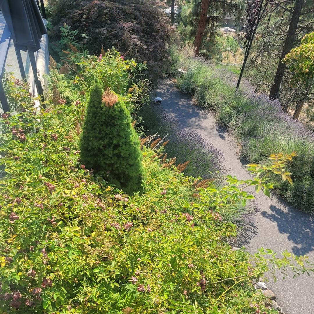 How Wildfire Smoke and Summer Heat Affect Your Landscape