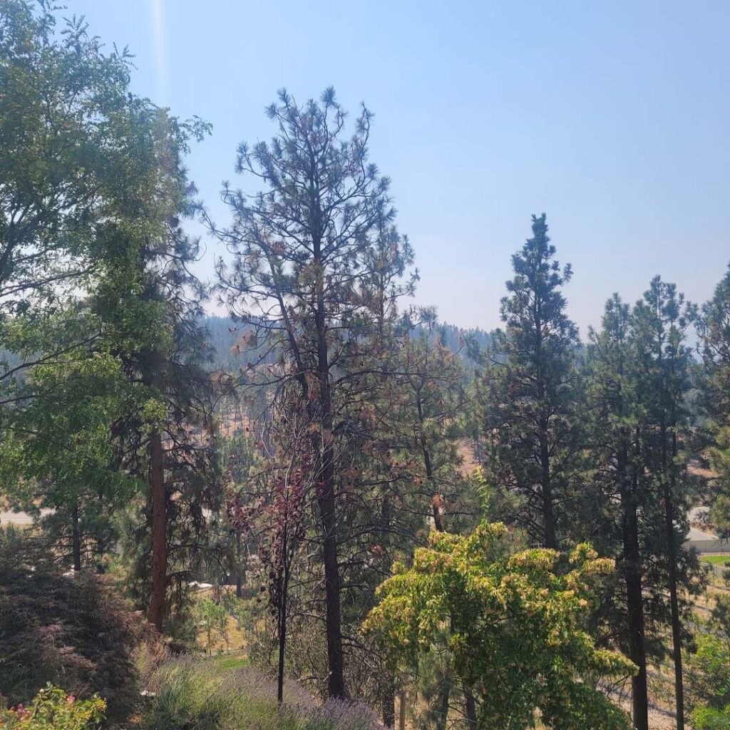 Read more about the article How Wildfire Smoke and Summer Heat Affect Your Okanagan Landscape